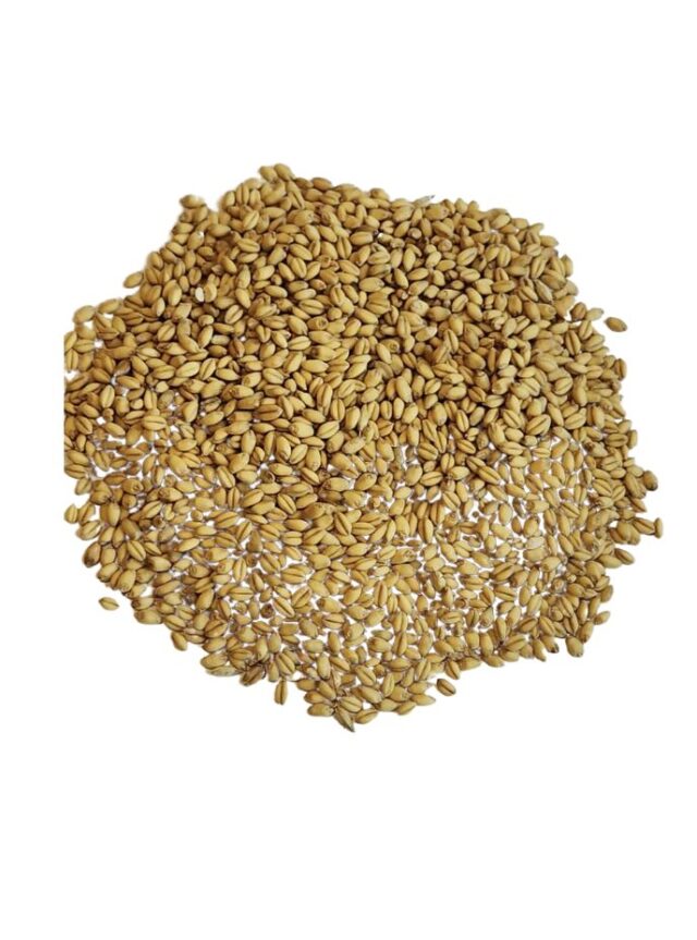 organic soft white winter wheat